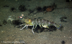 Penaeus latisulcatus