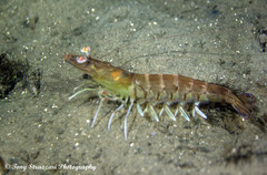 Penaeus latisulcatus