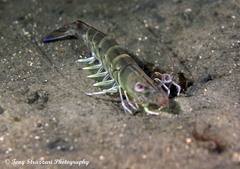 Penaeus latisulcatus