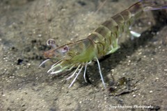 Penaeus latisulcatus