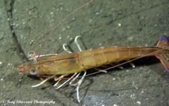 Penaeus latisulcatus