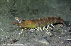 Penaeus latisulcatus