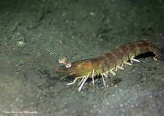 Penaeus latisulcatus