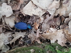 Carabus scabrosus