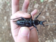 Carabus scabrosus
