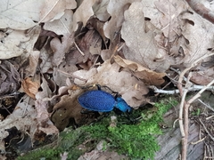 Carabus scabrosus