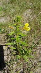 Oenothera
