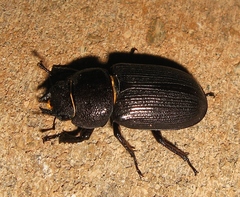 Dorcus parallelus