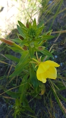 Oenothera