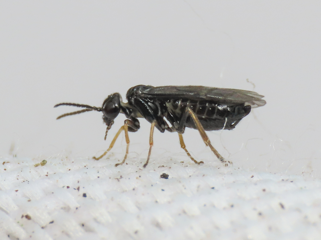 Tenthredid wasp