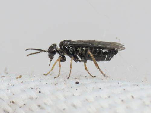 Tenthredid wasp