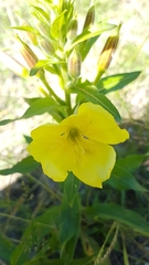 Oenothera
