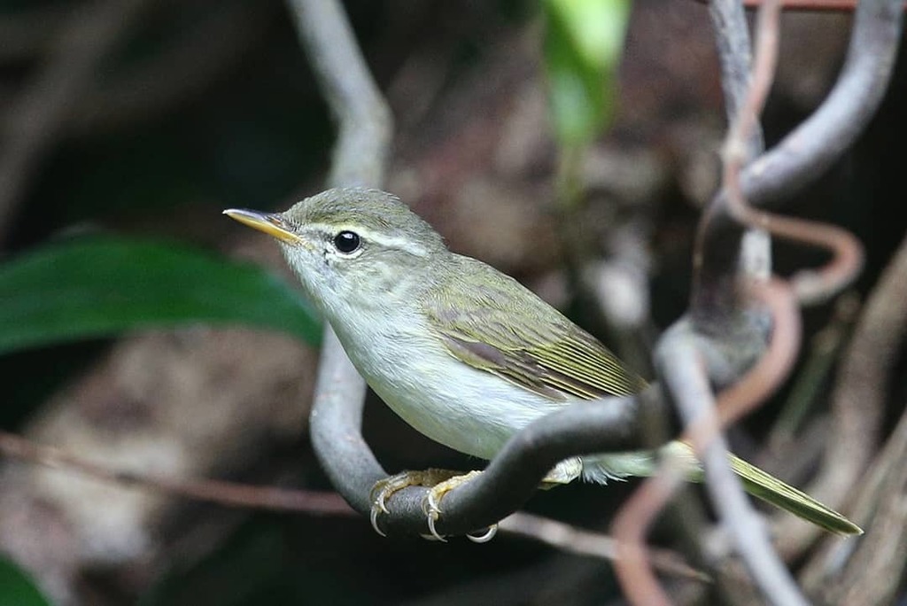 Ijima's Leaf Warbler photo