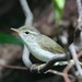 Ijima's Leaf Warbler - Photo (c) Roman, some rights reserved (CC BY-NC), uploaded by Roman