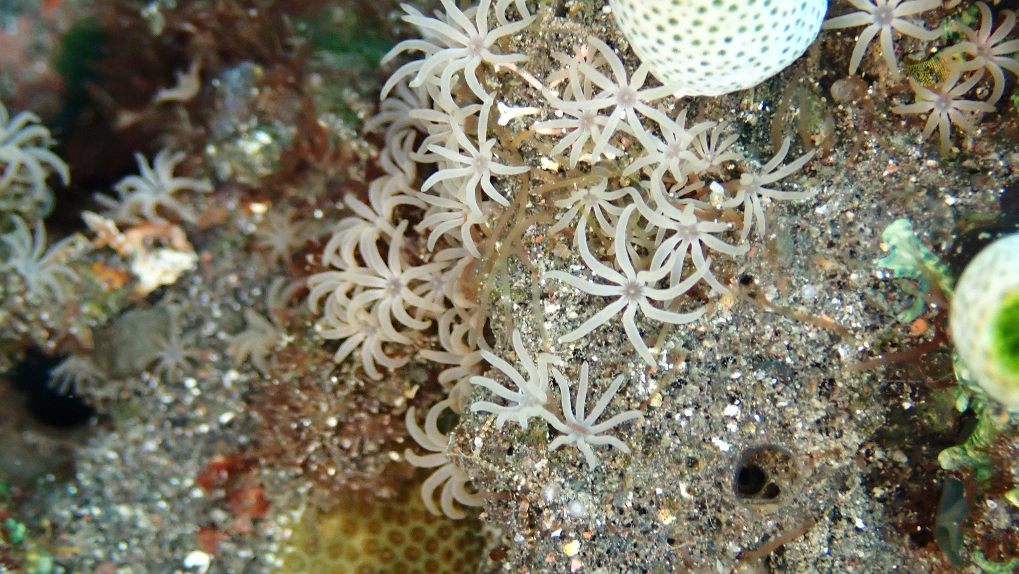 Acrossota amboinensis (Burchardt, 1902)