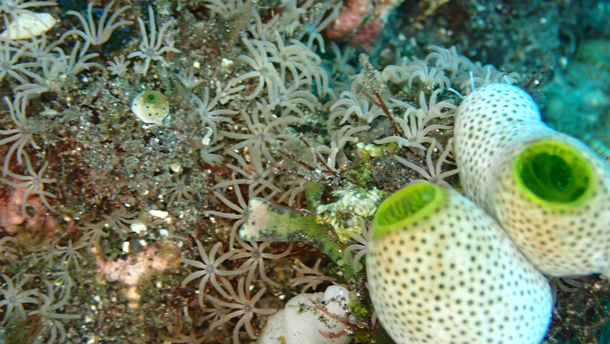 Acrossota amboinensis (Burchardt, 1902)