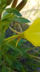 Oenothera