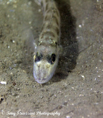 Helotes octolineatus