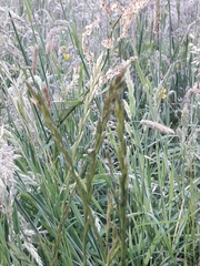 Lolium perenne perenne