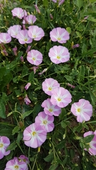Convolvulus arvensis