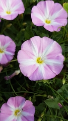 Convolvulus arvensis
