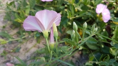 Convolvulus arvensis