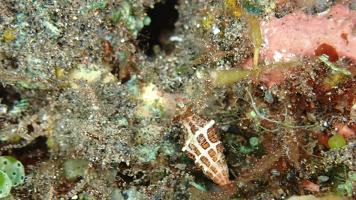 Engina spica observed 2024-09-11