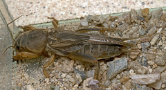 Gryllotalpa monanka