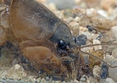 Gryllotalpa monanka