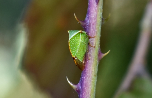 Stictocephala alta