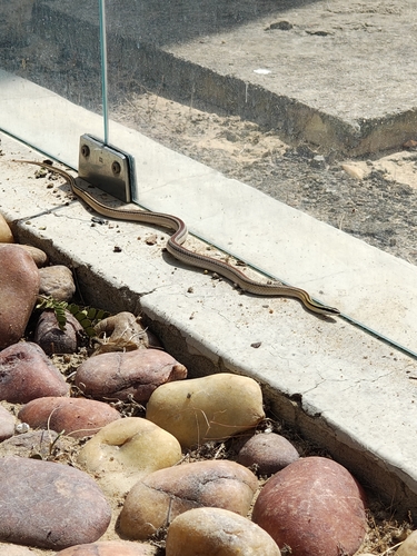 Hoge's Ground Snake, Lygophis paucidens