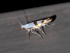 Argyresthia oreasella