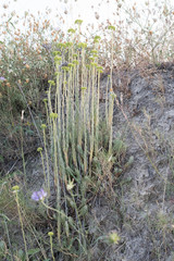 Petrosedum sediforme