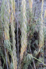 Petrosedum sediforme