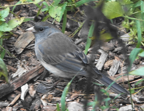 Dark-eyed Junco photographed in Minnesota