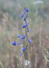 Delphinium halteratum