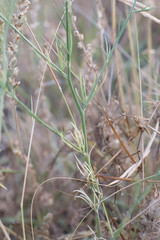 Delphinium halteratum