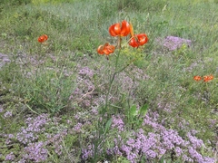 Lilium pumilum
