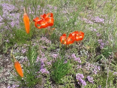 Lilium pumilum