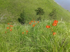 Lilium pumilum
