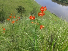 Lilium pumilum