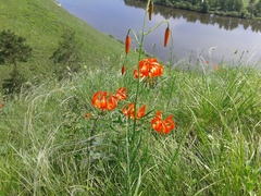 Lilium pumilum