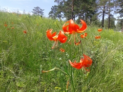 Lilium pumilum