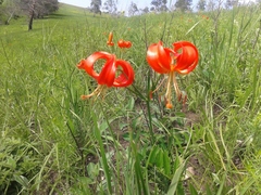 Lilium pumilum