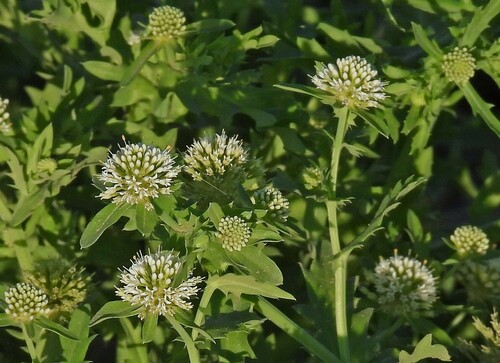 Image of Acicarpha tribuloides by no rights reserved