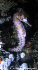 Hippocampus subelongatus