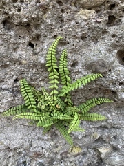 Asplenium trichomanes