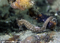 Hippocampus subelongatus