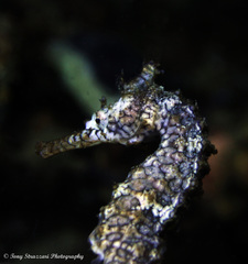 Hippocampus subelongatus