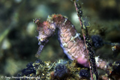 Hippocampus subelongatus
